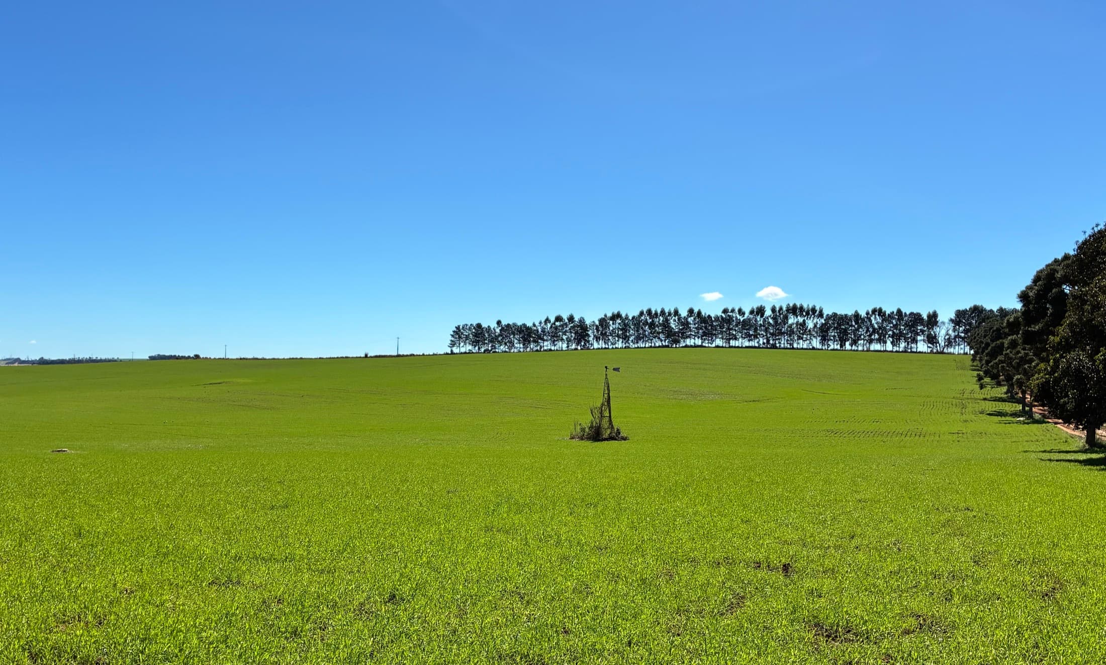 Lavoura verde se estendendo até uma linha de árvores sob céu azul