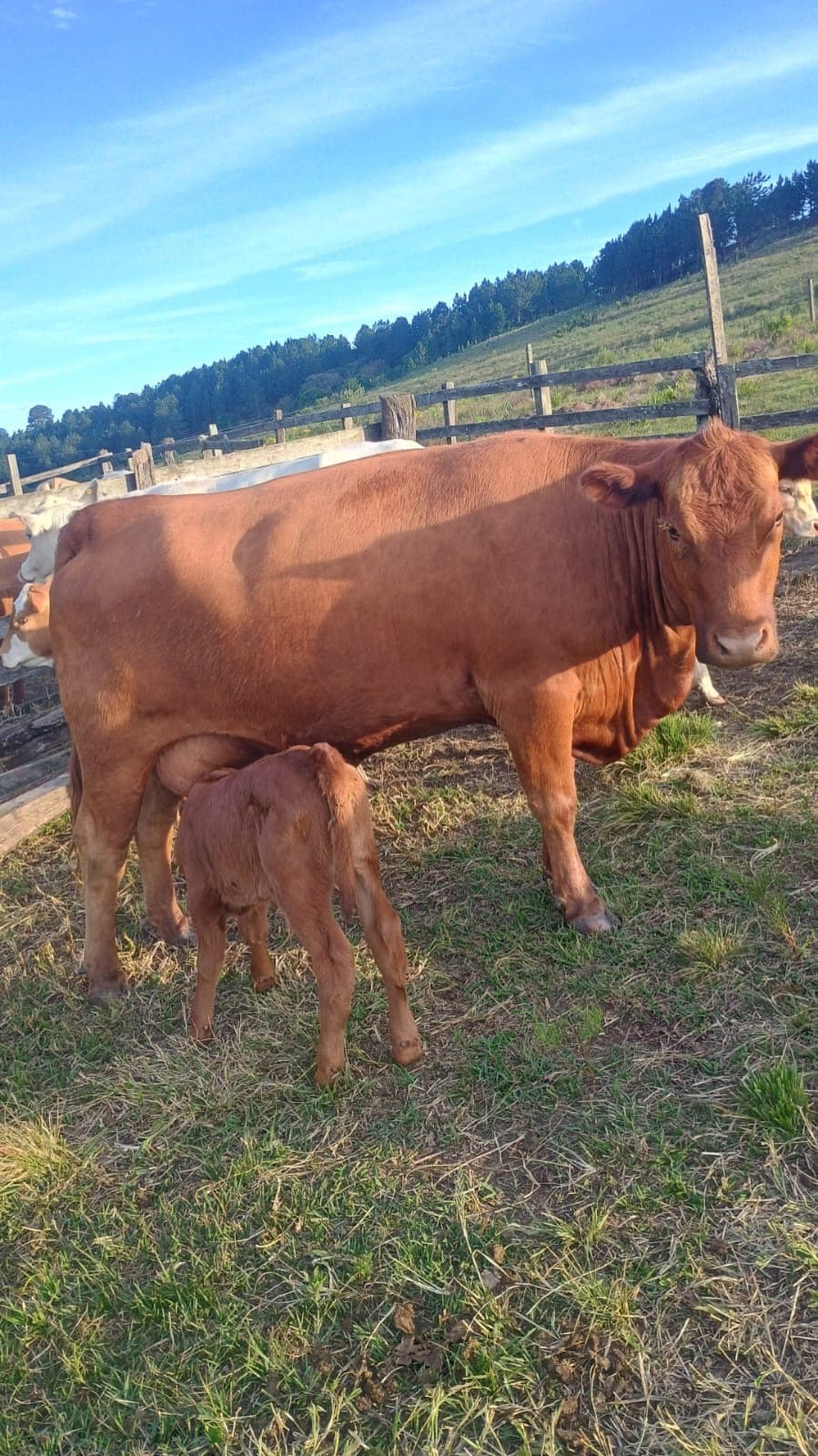 Vaca com bezerro em área de pastagem