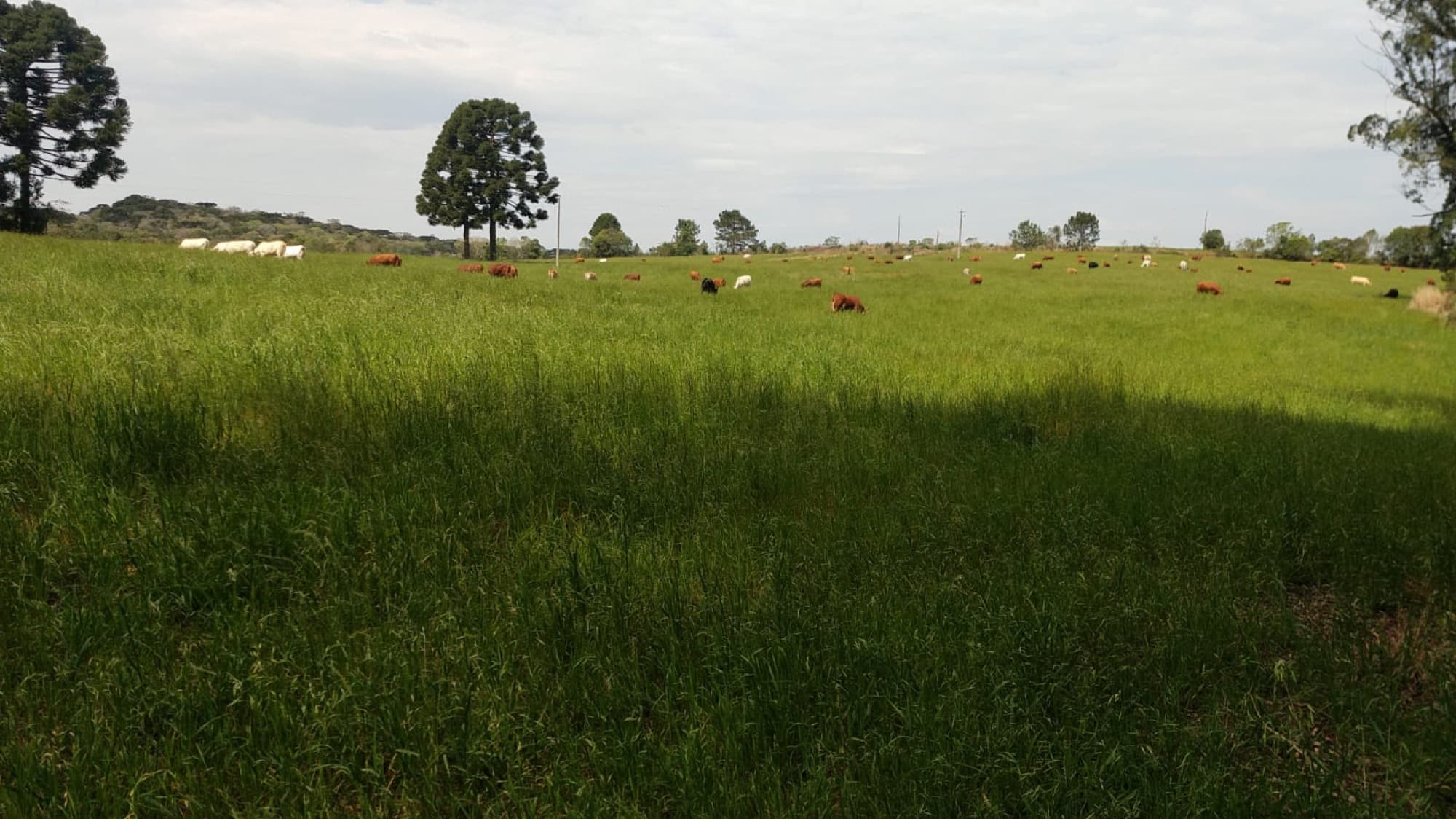 Rebanho distribuído em uma ampla área de pastagem verde