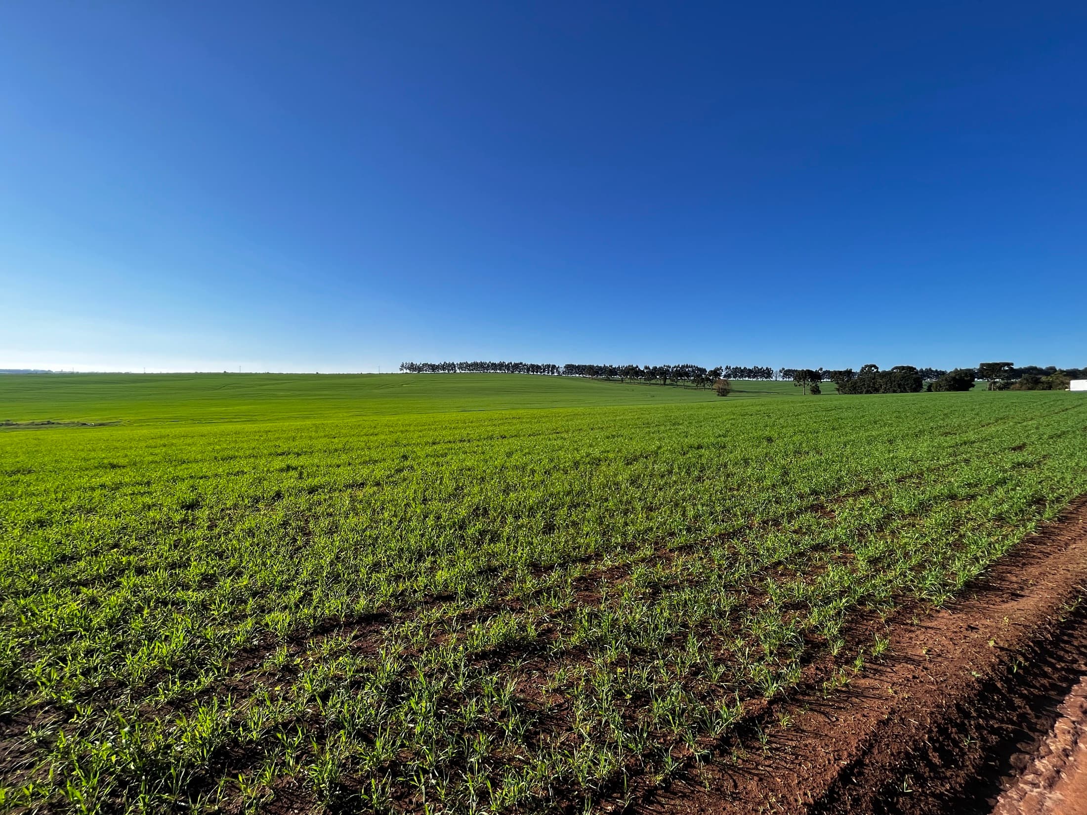Lavoura jovem sob céu azul nos Campos Gerais