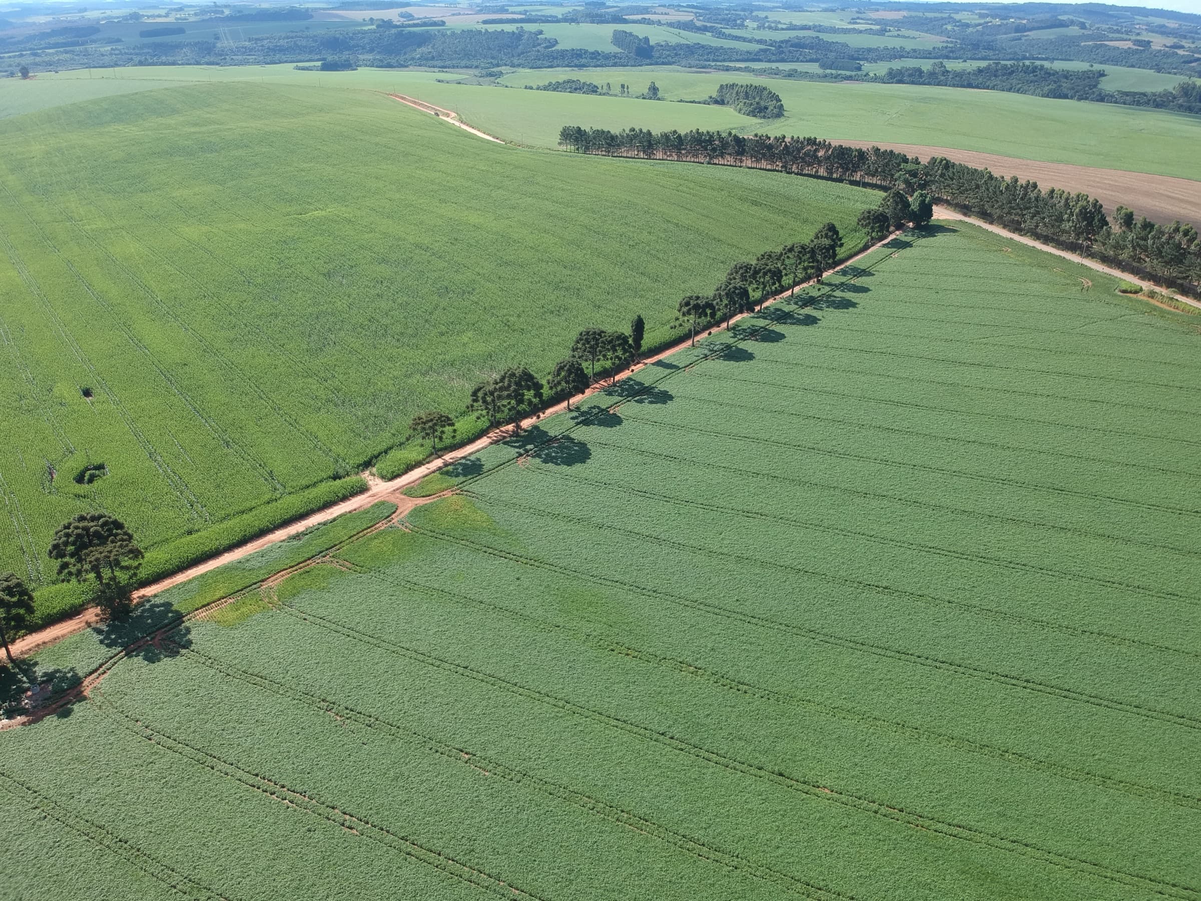 Vista aérea das lavouras da Borato Agricultura nos Campos Gerais