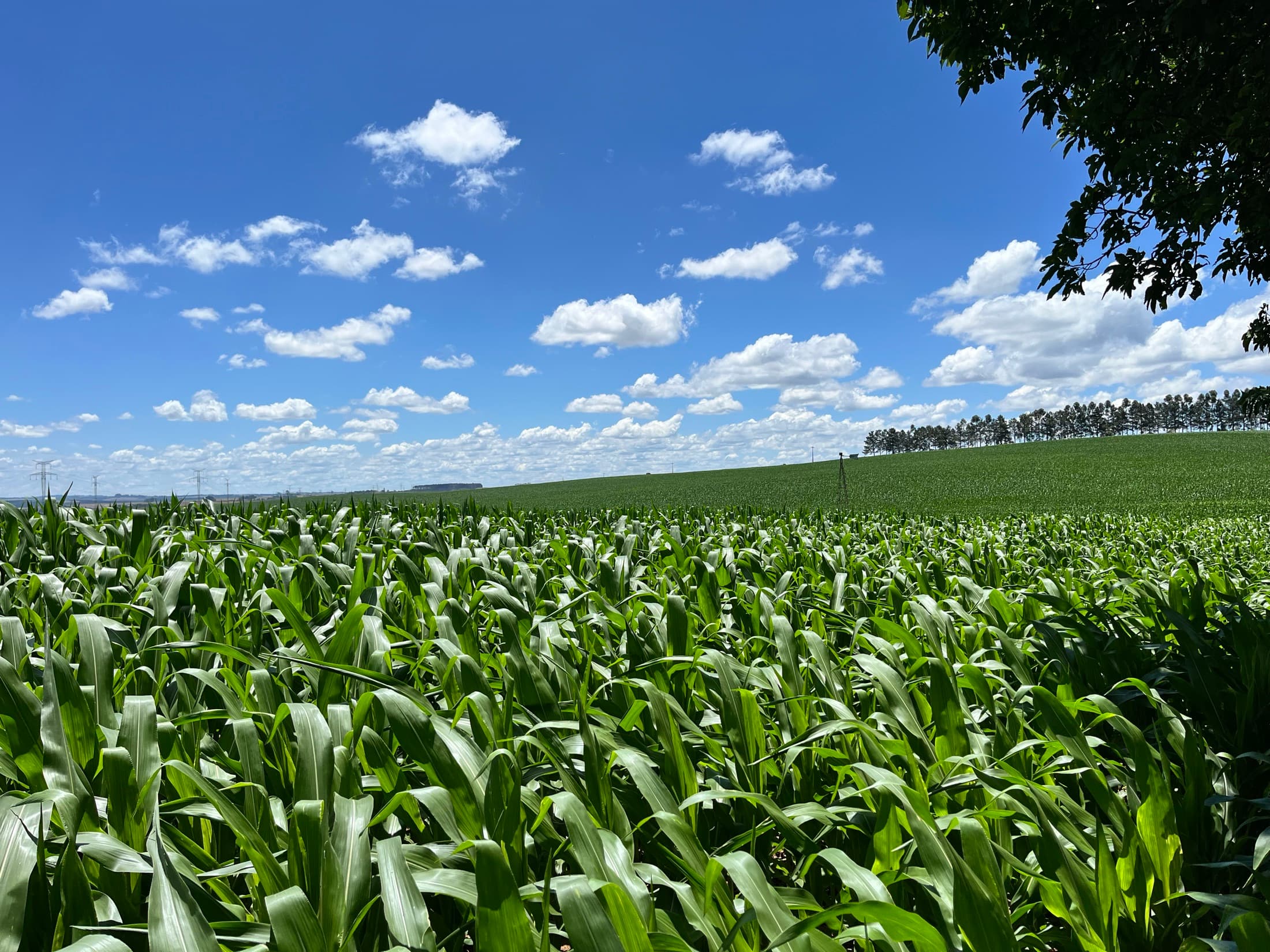 Plantação de milho verde sob um céu azul com nuvens