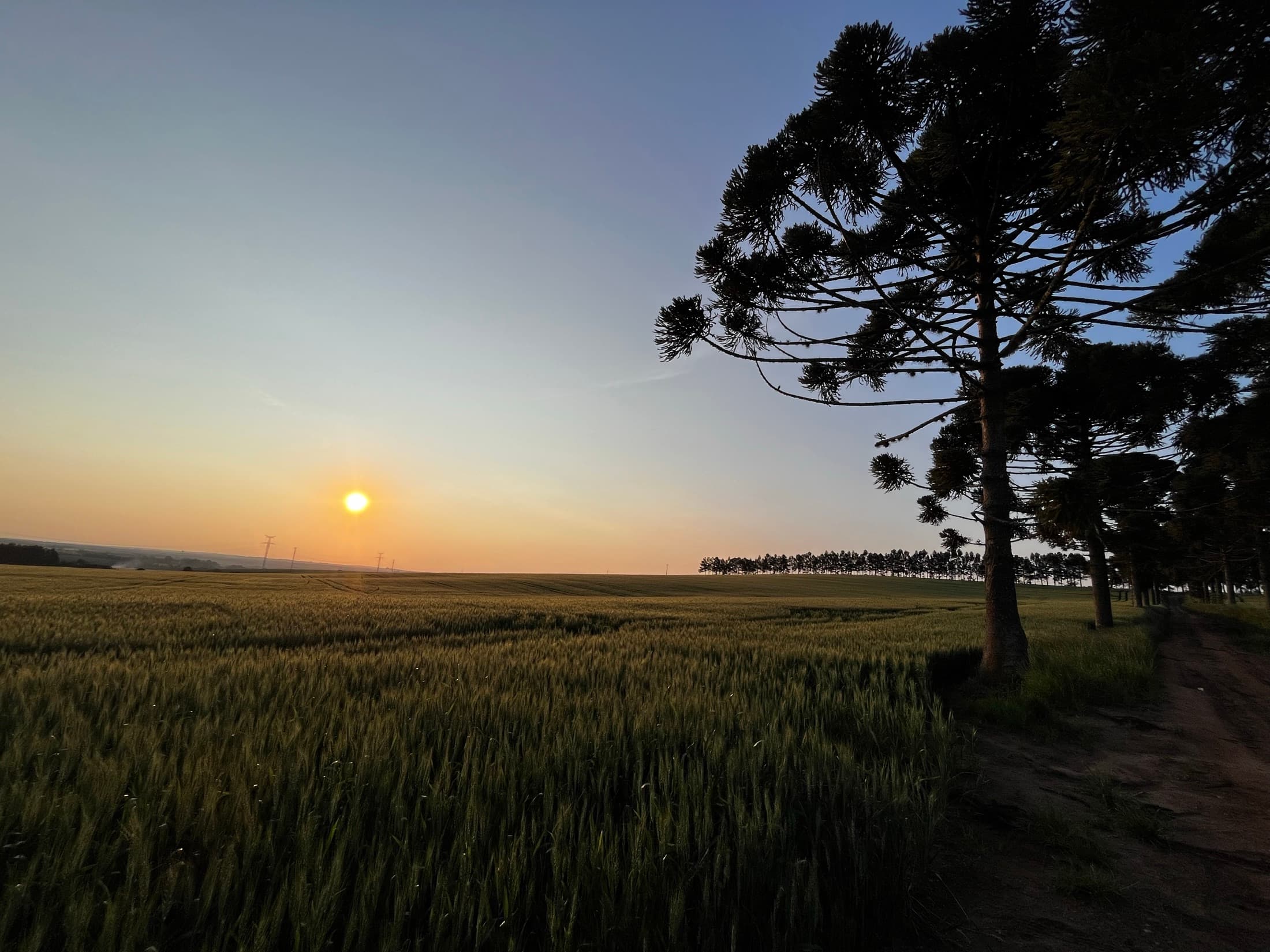 Plantação de trigo ao pôr do sol ao lado de araucárias